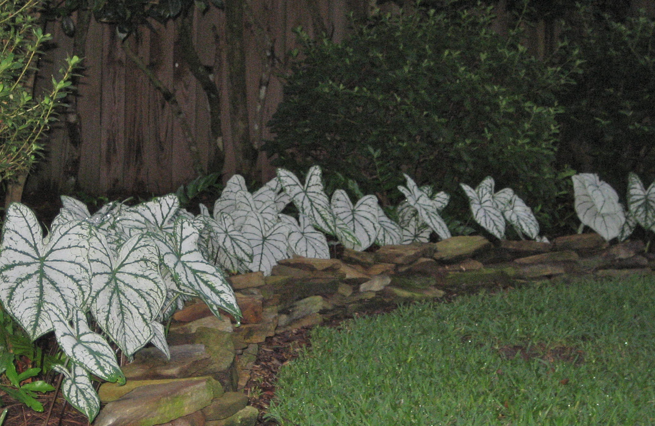 elephant ear,Angel wing,heart of jesus,lance-leaved
